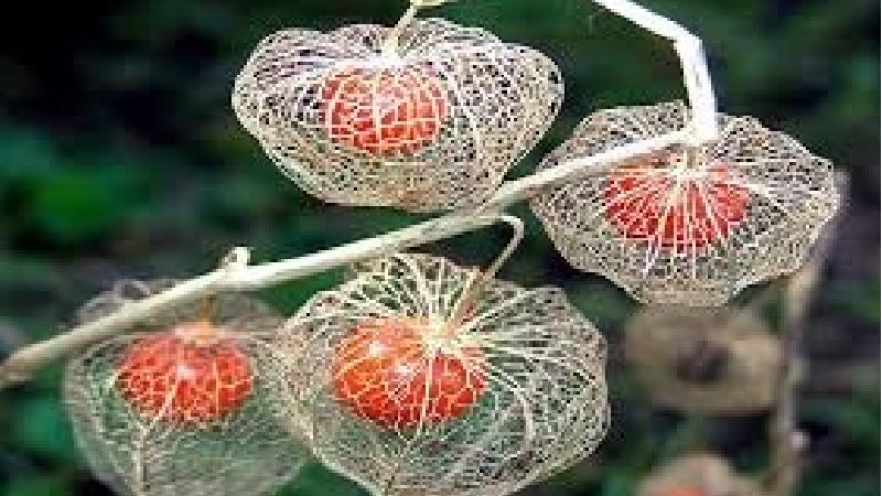 گیاه عروسک پشت پرده چیست و چه خاصیت‌هایی دارد