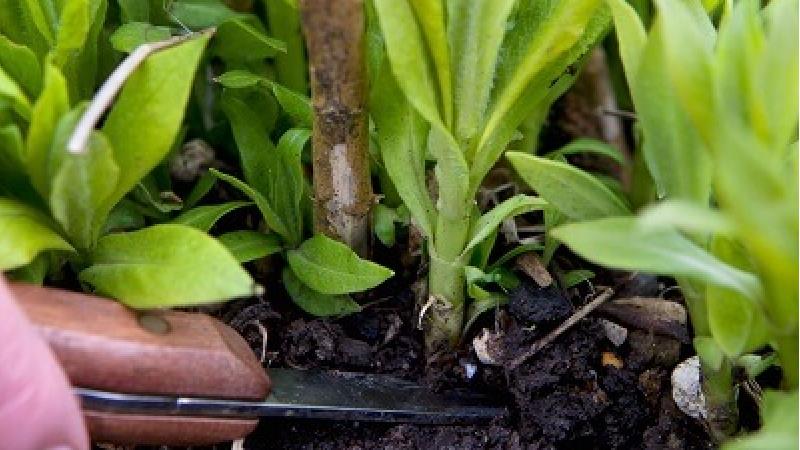 چگونه گیاهان را قلمه بزنیم و زمان مناسب چه وقتی است