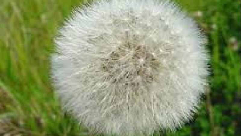 خواص درمانی گیاه دندلیون یا قاصدک چیست