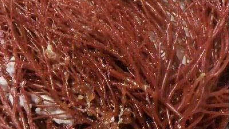 آگار چیست و در چه صنایعی استفاده می شود