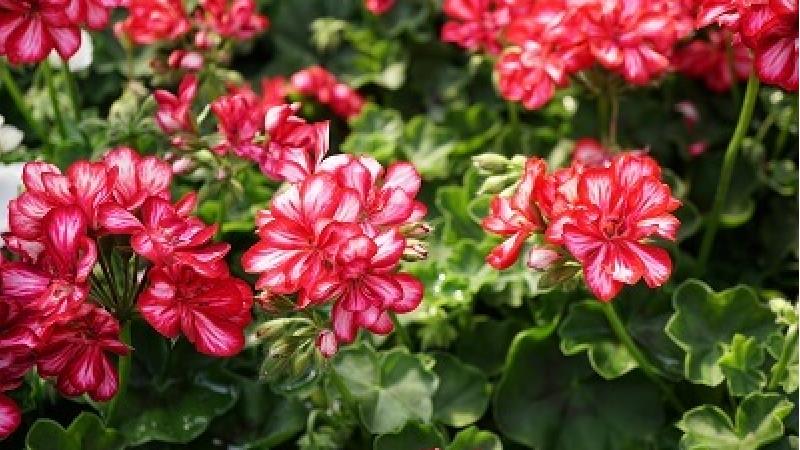 نگهداری از گل شمعدانی؛ همه آنچه باید بدانید