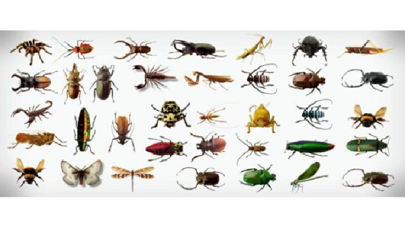 حشرات ویروس کرونا  را جابه جا می کنند