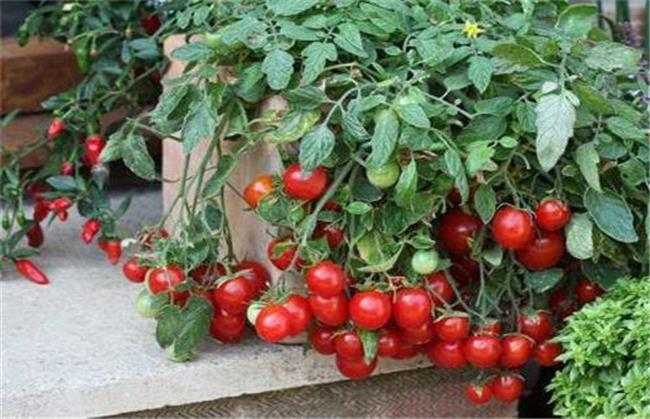 چگونه در آپارتمان  گوجه فرنگی بکاریم