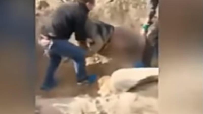 زنده ماندن زن ۷۹ ساله 3 روز بعد از دفن