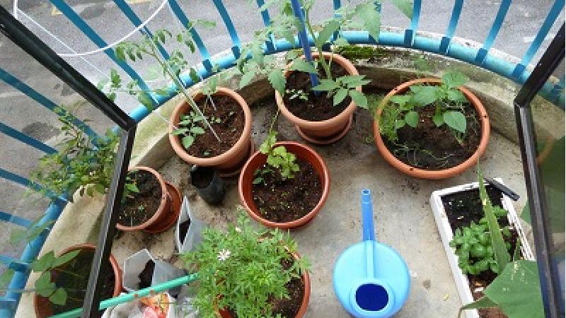 بهترین محصولات کشاورزی که می‌توانید در خانه بکارید