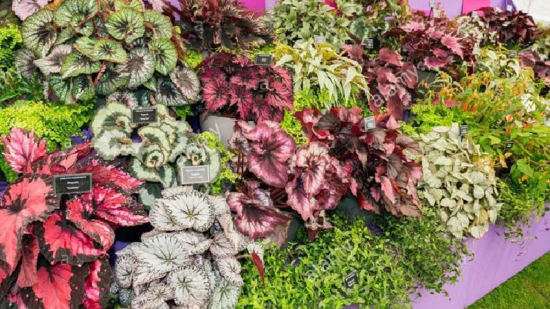 چگونه از گیاه بگونیا در آپارتمان نگهداری کنیم