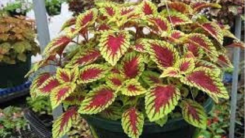 شرایط نگهداری از حسن یوسف در آپارتمان چگونه است