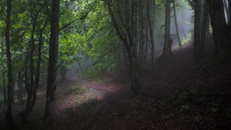 جنگل الیمستان کجا است و چگونه باید برویم