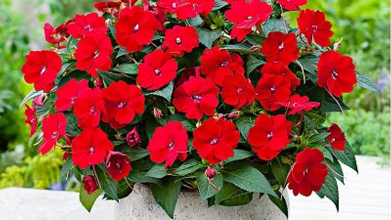 چگونه از گل حنا در آپارتمان نگهداری کنیم