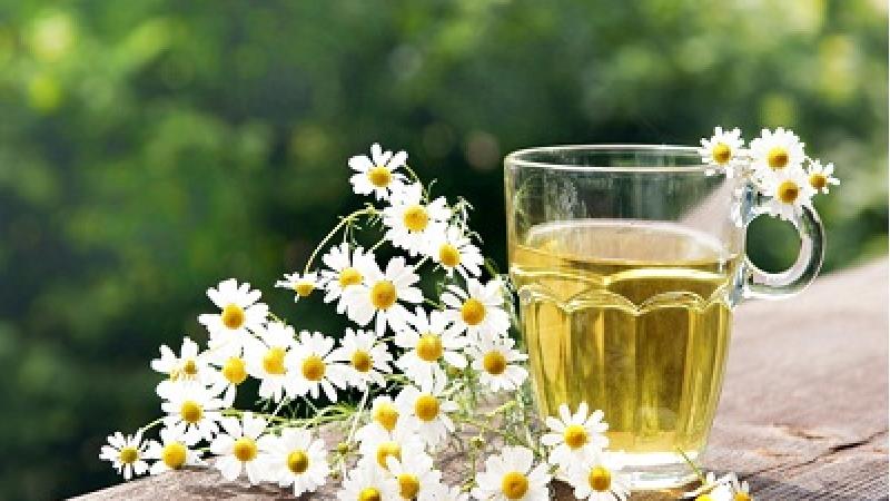 آشنایی با خواص بابونه؛ ازقند و فشار خون تا لاغری و سلامت پوست و مو