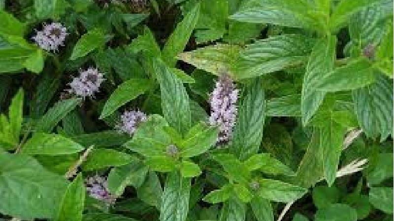 گیاه بادرنجبویه چیست و چه خواصی دارد