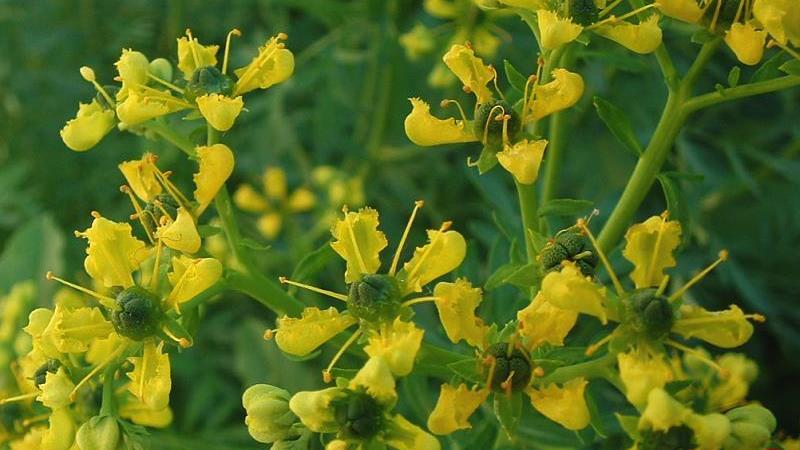 گیاه سداب چیست و چه خاصیت‌هایی دارد