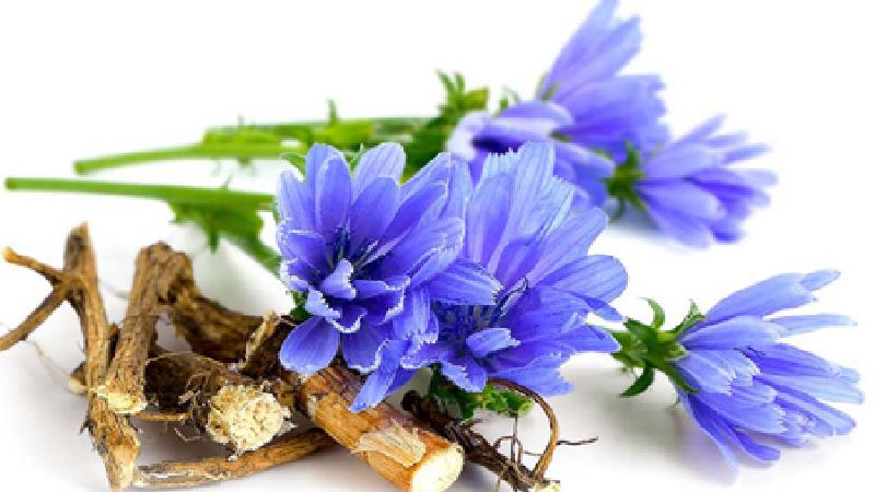 کاسنی چه خاصیت‌هایی دارد؛ از لاغری تا پاکسازی کبد