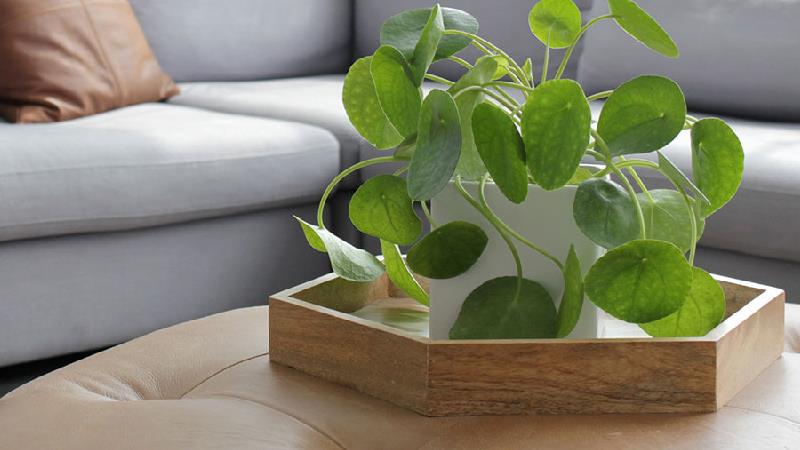 چگونه از گیاه پول چینی در آپارتمان مراقبت کنیم