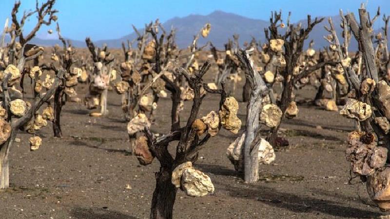 باغ سنگی درویش خان کجا است و تاریخچه آن چیست