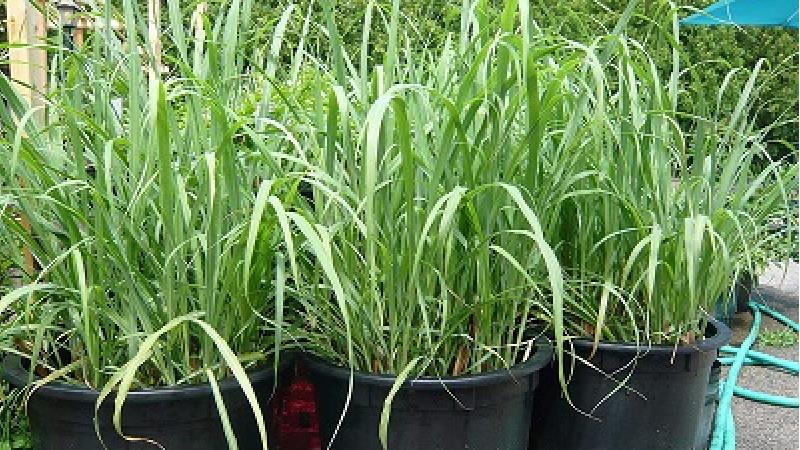 گیاه علف لیمو چیست و چه خاصیت‌هایی دارد