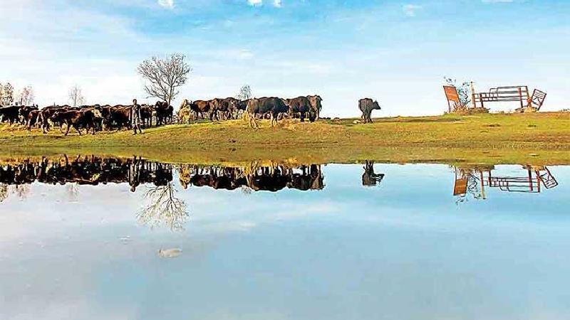 میانکاله چه دیدنی‌هایی دارد و چگونه باید برویم