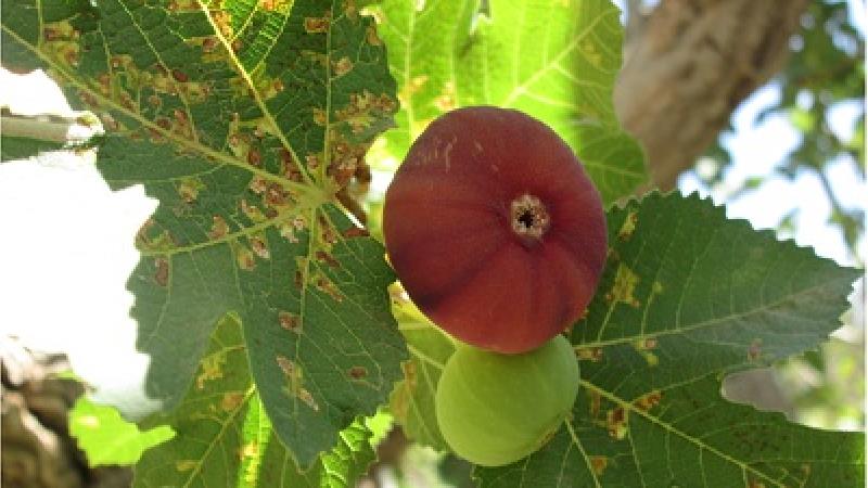 چگونه انجیر را خشک کنیم