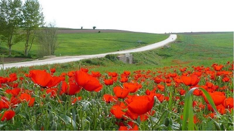 دشت کالپوش؛ دشت شایق و آفتابگران؛ کجا است و چگونه باید برویم