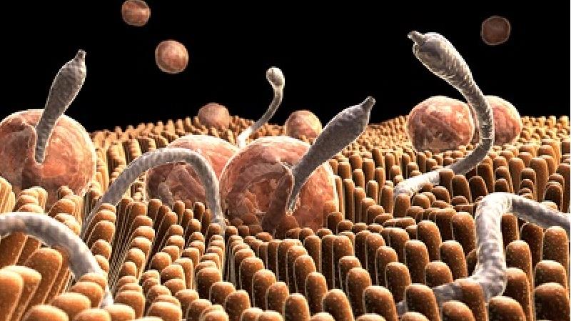 درمان انگل در بزرگسالان با روش‌های طبیعی و طب سنتی + علائم جود انگل در بدن