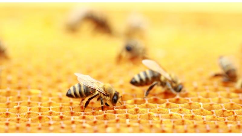آیا زنبور عسل کرونا را درمان می‌کند