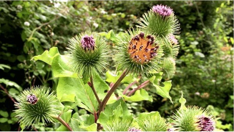 چگونه از گیاه بابا آدم در خانه نگهداری کنیم