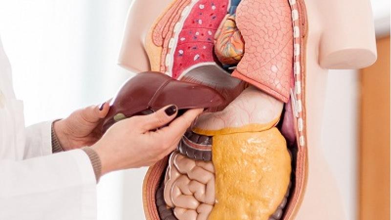 برای پیشگیری از چرب شدن کبد چه کار کنیم