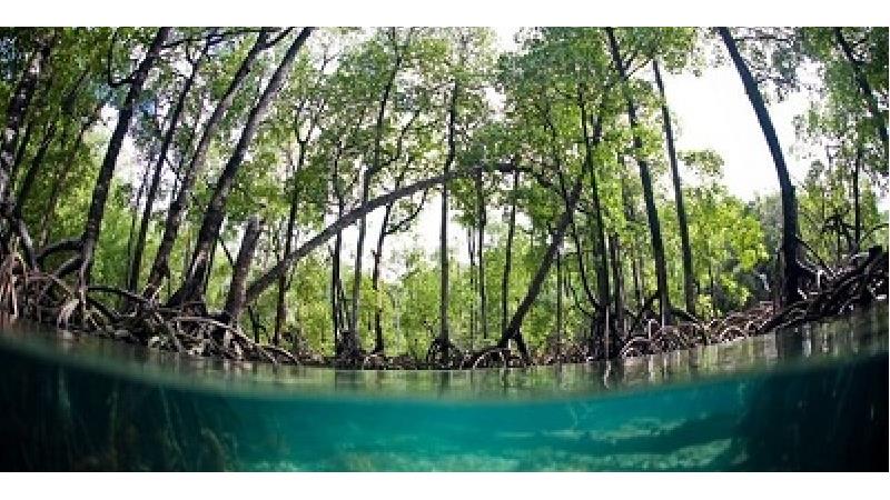 روستای کنخ کجا است؛ روستایی با جنگل حرا