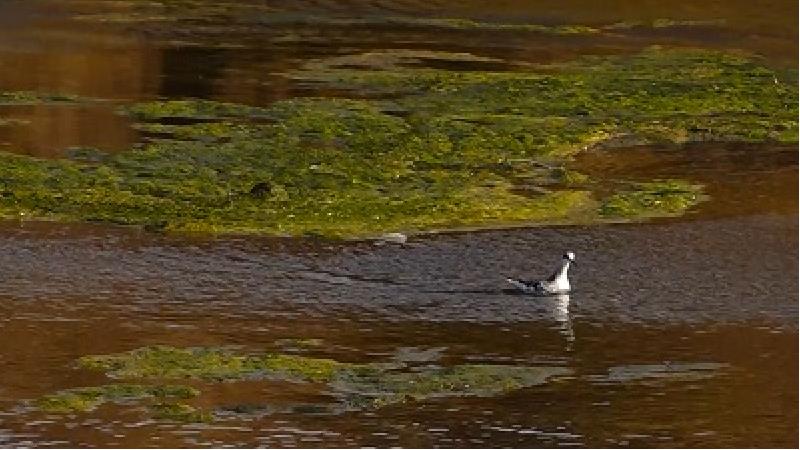 راهنمای سفر به تالاب گاوخونی و مسیر دسترسی