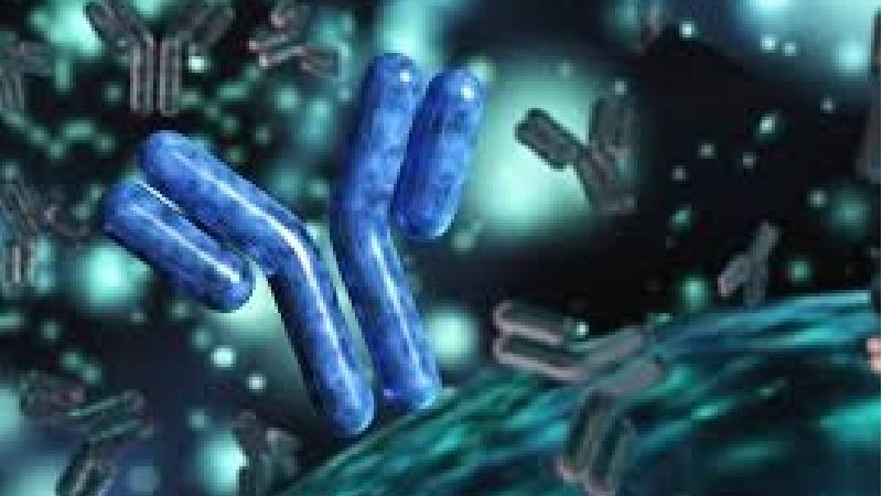 آنتی بادی چیست و در بدن چه کار می‌کند