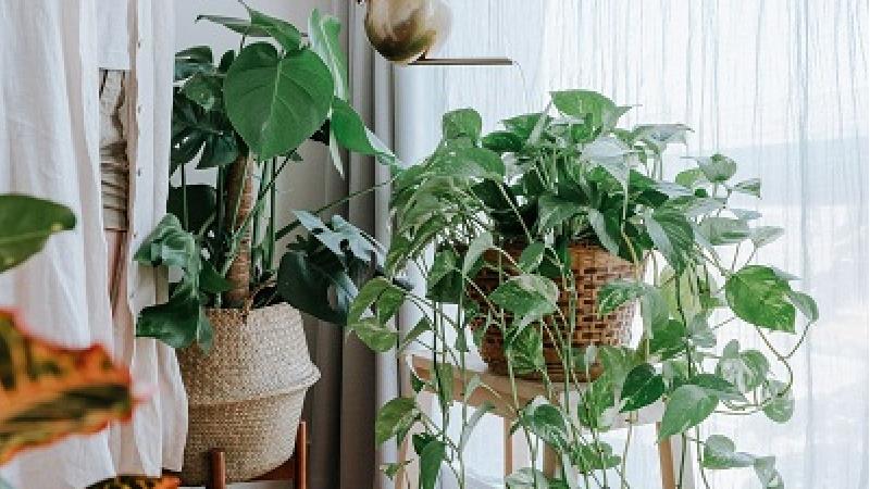 چه کار کنیم که وقتی به مسافرت می رویم گل هایمان خشک نشود