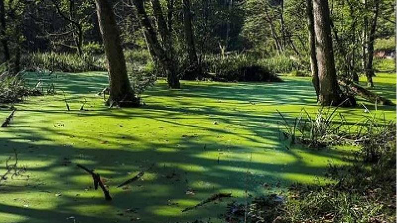 چگونه به مرداب دیوک کلاردشت برویم و چه دیدنی‌هایی دارد