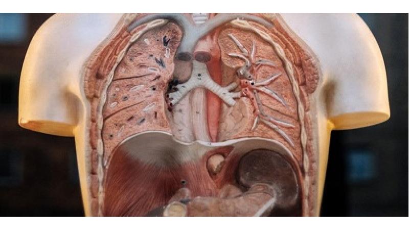 تقویت ریه‌ با چه روش‌هایی ممکن است