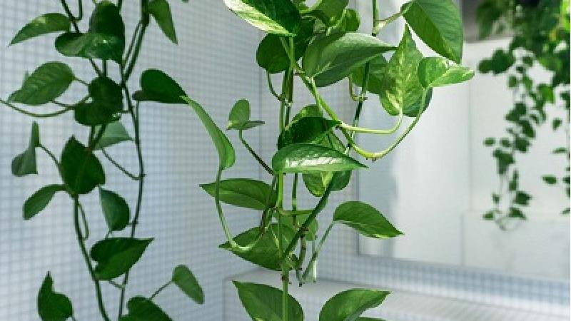 چگونه از گیاه پتوس نگهداری کنیم