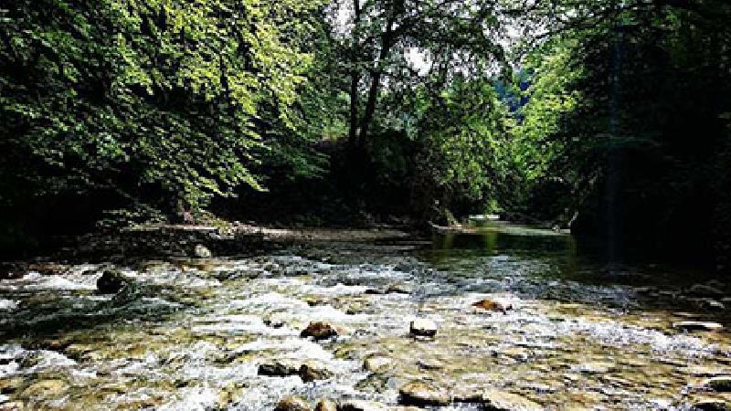 جنگل سر برج یا جیغ کجا است و چرا مرموز است