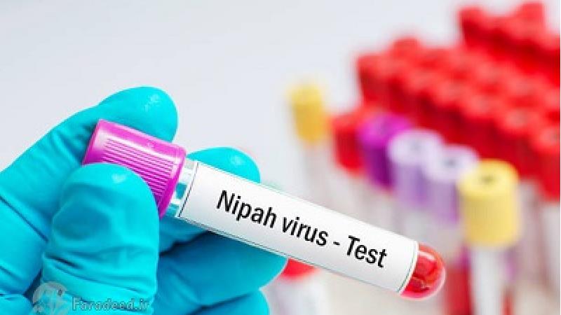 ویروس نیپا چیست و چگونه منتقل می شود