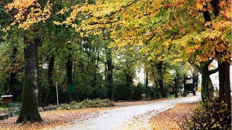 پارک جنگلی سیسنگان کجا است و چه دیدنی ها و تفریحاتی دارد