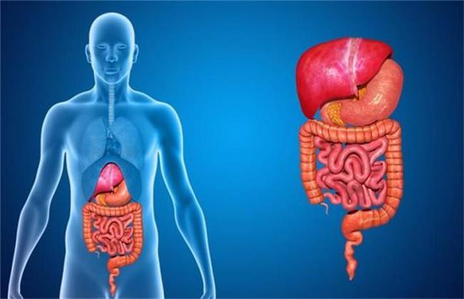 چه چیزهایی برای دستگاه گوارش خوب است
