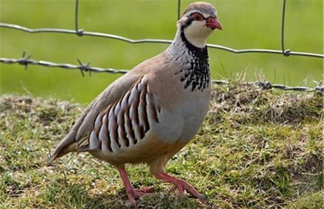 ریشه ضرب المثل مثل کبک سرش را زیر برف کرده است، چیست