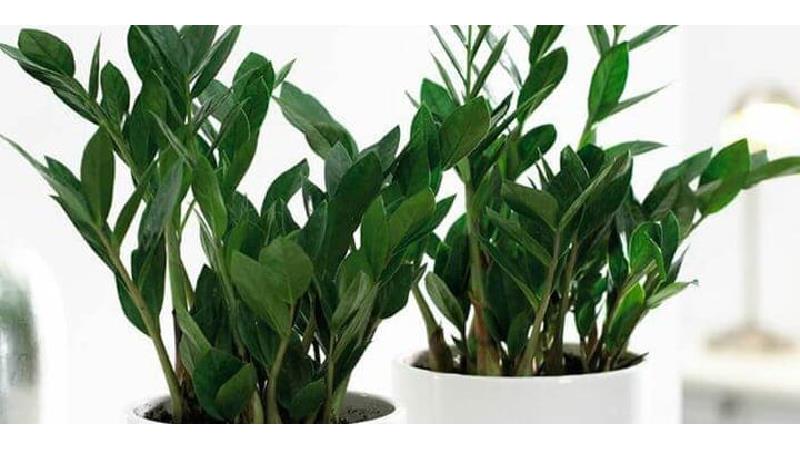 روش مراقبت، نگهداری و تکثیر گیاه زامیفولیا