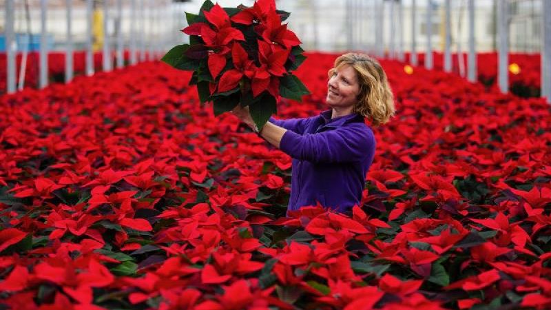 روش نگهداری و تکثیر گل کریسمس یا گیاه بنت القنسول