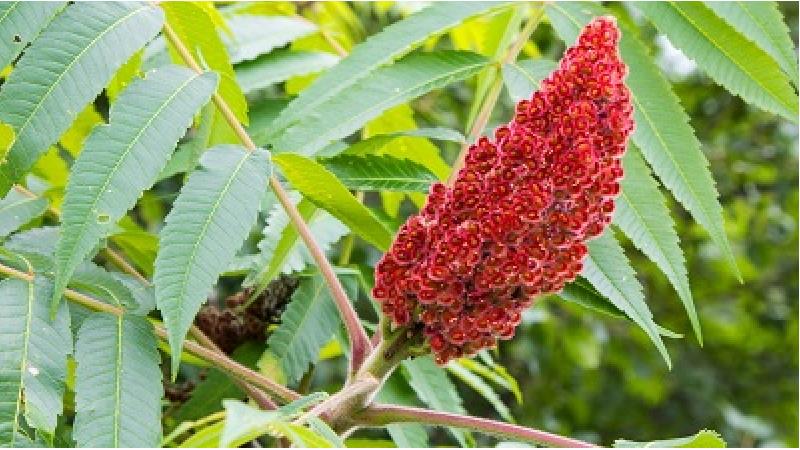 سماق برای چی خوب است؛ از تنظیم قند خون تا کاهش کلسترول