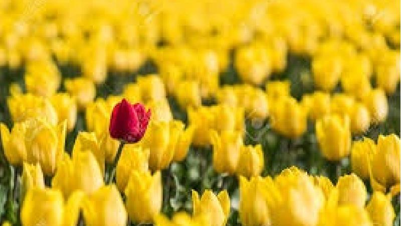 چگونه دیگران را جذب خود کنیم؛ تکنیک های روان شناسی