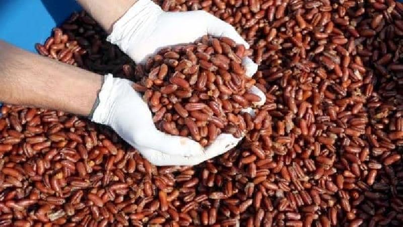 قهوه هسته خرما؛ طعم، طرز تهیه، خاصیت ها و تاثیر بر لاغری