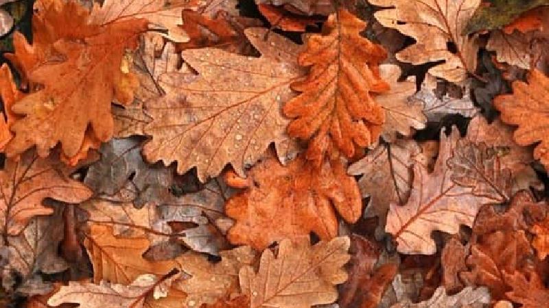 عشق شوم پسر 19 ساله به زن خلافکار