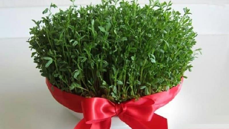 چگونه سبزه عید را با عدس درست کنیم