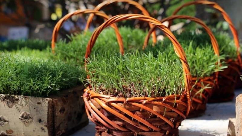 چرا سر سفره هفت سین عید سبزه می گذاریم