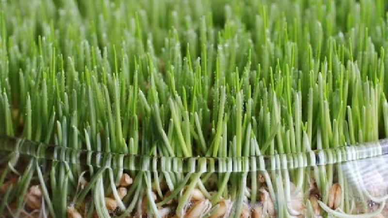 چرا سبزه عید کپک می زند و چه کار باید بکنیم