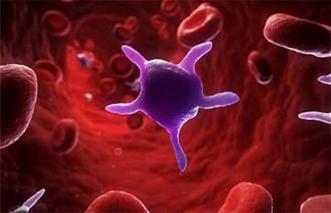 چی بخوریم که پلاکت خون افزایش یابد