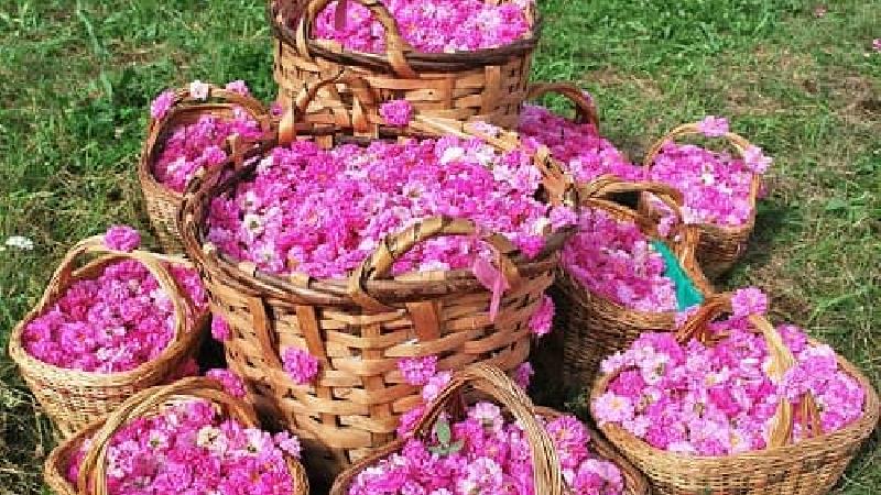 گل محمدی برای چی خوب است؛ از پوست و مو تا خواص درمانی